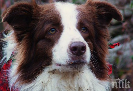 Почина Луси Лу, кучето, което беше кметица на американски град