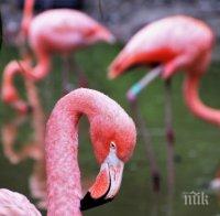 Експерти от РИОСВ спасиха бедстващо розово фламинго в Китен