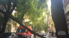 НА КОСЪМ! Дърво падна в центъра на София (СНИМКИ)