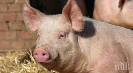 заради чумата без сланина зима