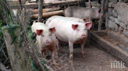 спешно животновъди настояват мерки чумата свинете