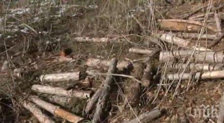 първо пик спецпрокуратурата влезе горското софия своге