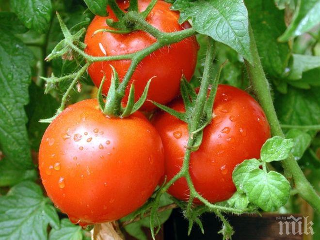 Наздраве за ракията - полските домати паднаха на едро с 26%
