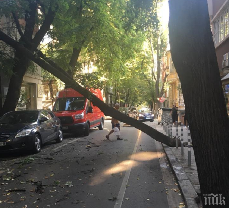 НА КОСЪМ! Дърво падна в центъра на София (СНИМКИ)