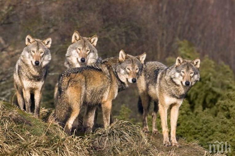 НАПАСТ! Глутници вълци нападат стадата в Благоевградско