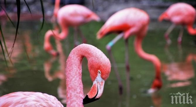 Експерти от РИОСВ спасиха бедстващо розово фламинго в Китен
