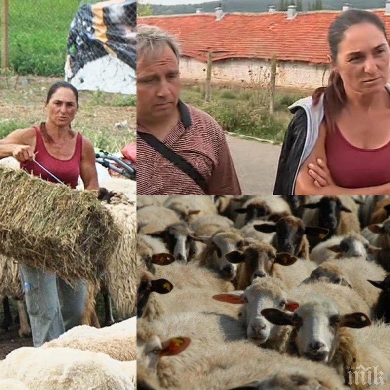 ИСТИНАТА ЛЪСНА: Започна да измира стадото на Ани в Болярово, което протестърите бранеха до последна капка кръв
