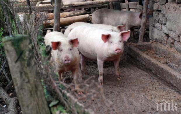 Откриха чума по свинете в още един окръг на Румъния
