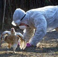 Откриха огнище на птичи грип в Пловдивско