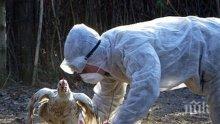 Откриха огнище на птичи грип в Пловдивско