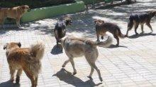 Глутница кучета нападнаха служител на Световната банка в Скопие