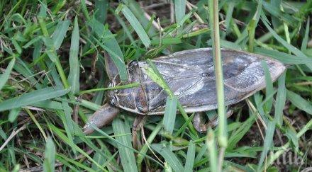 гадост грамадни буболечки налазиха пловдивчани новотела ухапването страшно болезнено