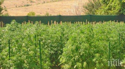 задържаха трима братя наркоплантация ардинско