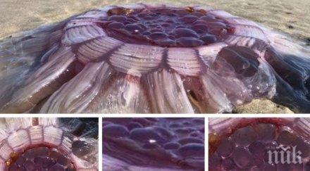 уникално туристи натъкнаха гигантско пулсиращо същество плаж нова зеландия