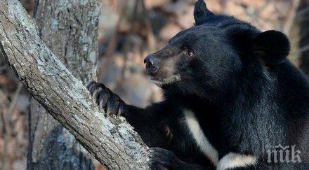 инцидент спрей мечки прати канадски ученици болница