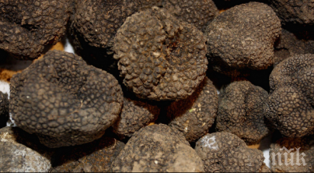 угърчин проведе фестивал трюфела