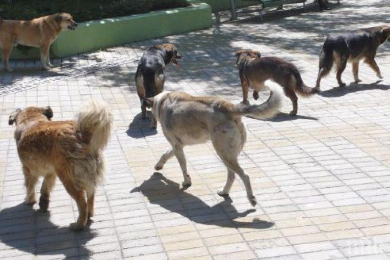 Глутница кучета нападнаха служител на Световната банка в Скопие