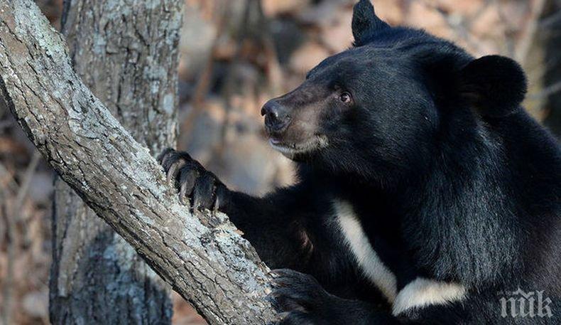 Инцидент! Спрей срещу мечки прати 20 канадски ученици в болница