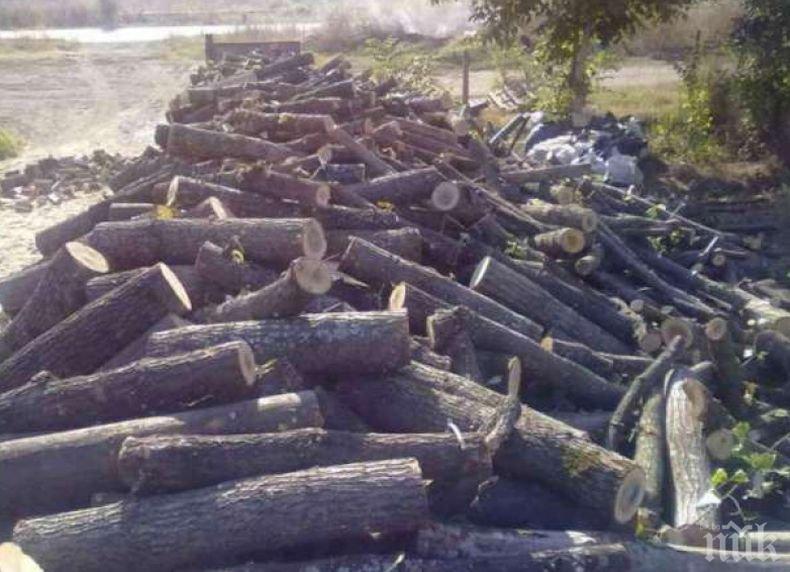 Прокуратурата ще поиска постоянен арест за задържаните за незаконен добив на дърва