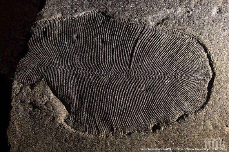 Учени откриха как е изглеждало най-древното животно 