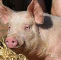 ЕК алармира: Африканската чума по свинете върлува в 10 страни от ЕС