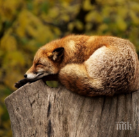 ФАКТ: Спането по корем е най-вредно