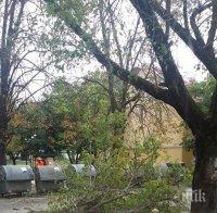 Ураган върлува в Северозапада: В Монтана е ужас - вятърът носи ламарини във въздуха, падат дървета (СНИМКИ)