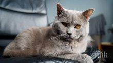 И ТОВА ГО ИМА! котаракът Румен издаде книга за живота си