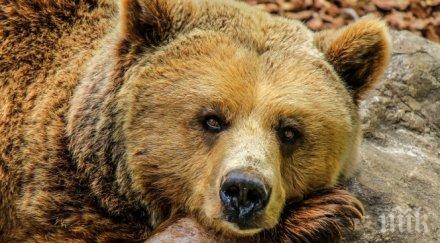 спасиха мечка бракониерски капан павел баня