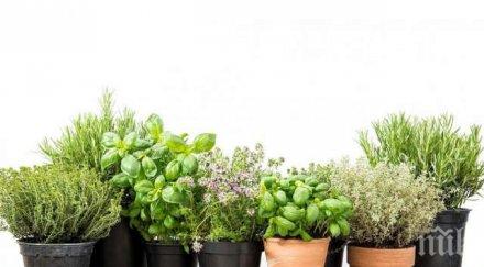 вижте уникалната билка лекувал самият левски