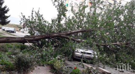 режат опасните дървета борисовата градина