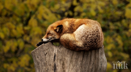 факт спането корем вредно