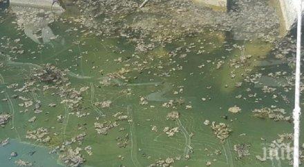 гадост река фекалии задушава адска смрад жителите цяло село