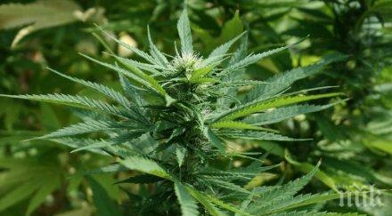 спипаха дядо градинка марихуана