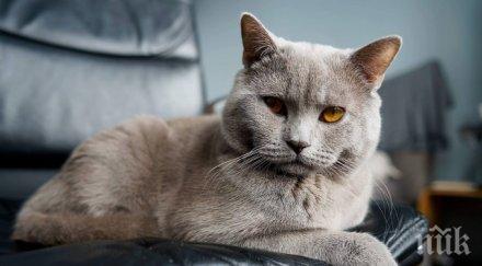 котаракът румен издаде книга живота