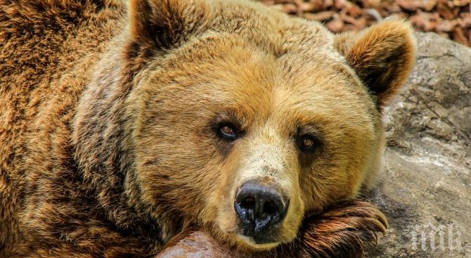 Спасиха мечка от бракониерски капан край Павел баня