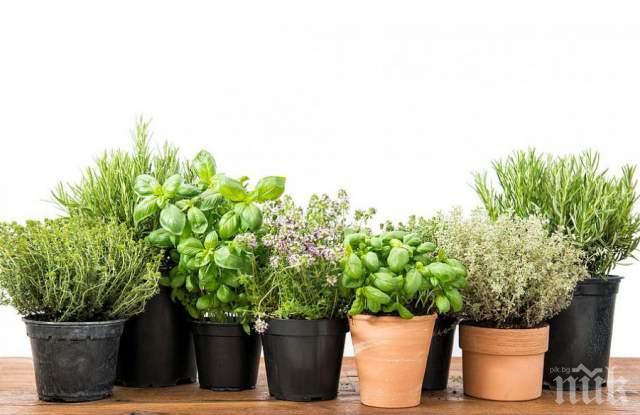 Вижте уникалната билка, с която е лекувал самият Левски