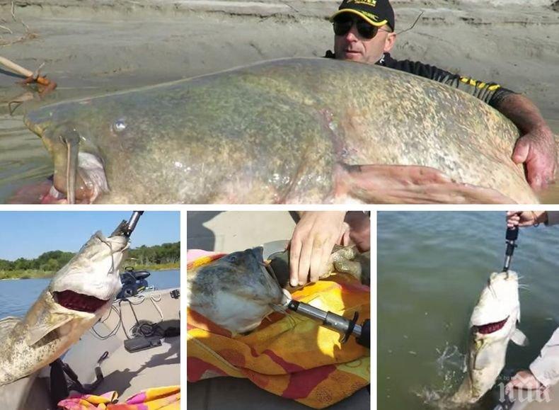 Вместо улов! Рибари спасиха от мъчителна смърт огромен сом в Тексас (ВИДЕО)