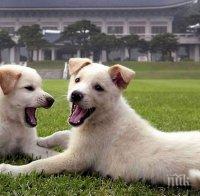 АРМАГАН! Ким Чен-ун подари две кучета на президента на Южна Корея