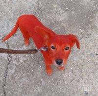 ГАВРА! Цигани боядисаха кученце в червено (СНИМКА)