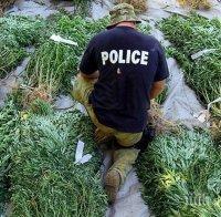 Марихуаната основен поминък край Петрич 