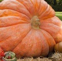 1000 лева награда за най-голямата тиква в България