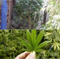 КАТО В МЕКСИКО! Удариха домашна оранжерия с над 100 кила марихуана