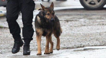 кучетата конете армията полицията румъния получават евро пенсия