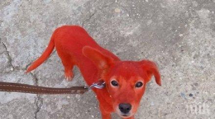 гавра цигани боядисаха кученце червено снимка