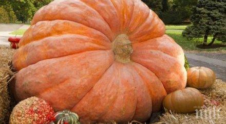 1000 лева награда голямата тиква българия