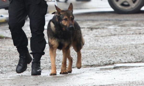 Четириногите в украинската армия се редят пред баките и стоят търпеливо в окопите (ВИДЕО)