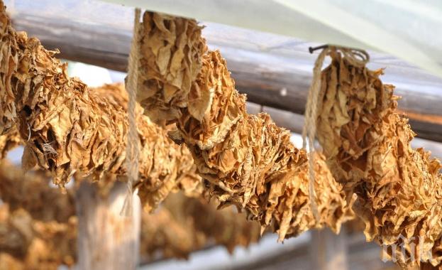 Откриха над 16 кг контрабанден тютюн на кооперативния пазар в село Бутан