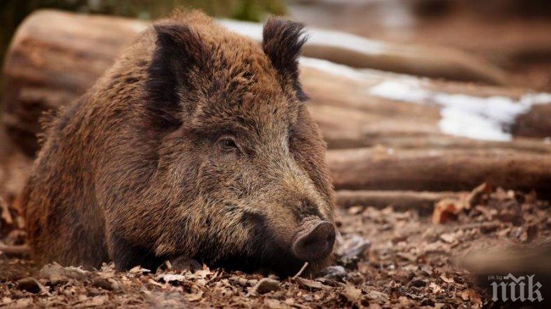 ЗАРАДИ ЧУМАТА! Наложиха ограничения за лова на диви свине 
