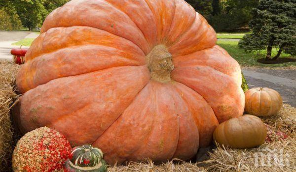 1000 лева награда за най-голямата тиква в България